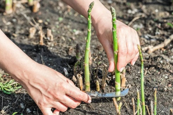 芦笋怎么管理，采笋期每隔7-10天灌一次水