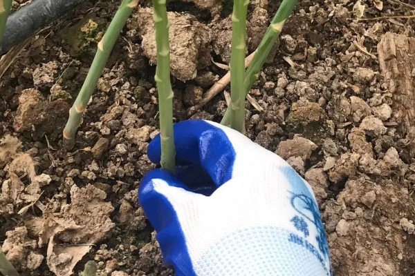 芦笋怎么管理，采笋期每隔7-10天灌一次水