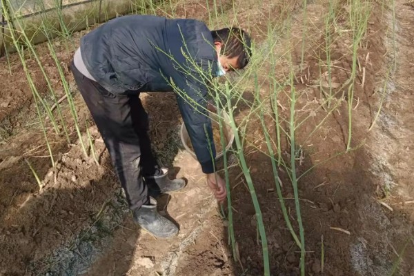 芦笋怎么管理，采笋期每隔7-10天灌一次水