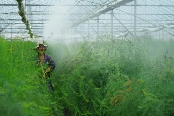 芦笋怎么管理，采笋期每隔7-10天灌一次水