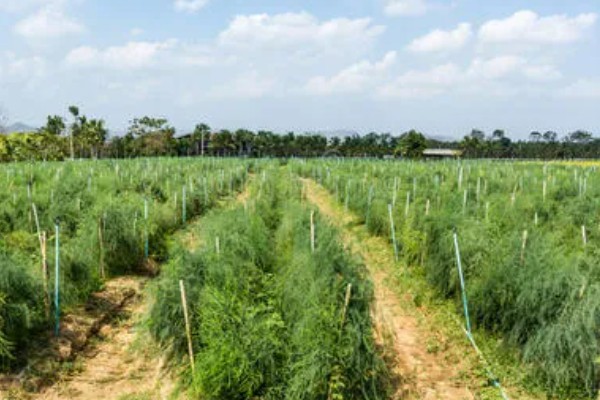 芦笋怎么管理，采笋期每隔7-10天灌一次水