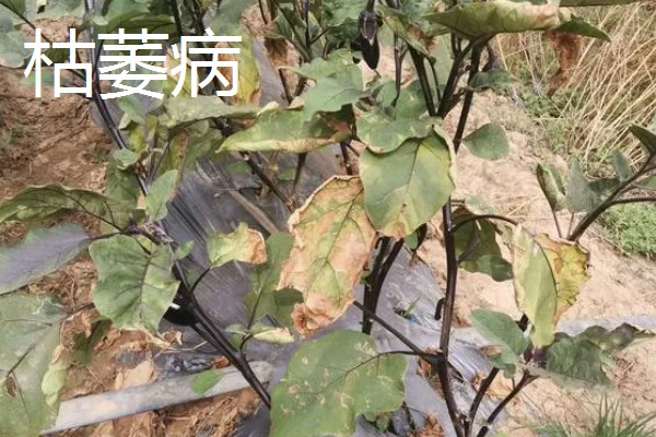 植物叶子一半干枯一半绿的原因,可能是炭疽病、枯萎病等病害所致