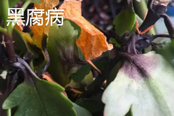 植物叶子一半干枯一半绿的原因,可能是炭疽病、枯萎病等病害所致