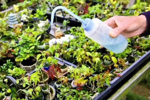 植物叶子一半干枯一半绿的原因,可能是炭疽病、枯萎病等病害所致