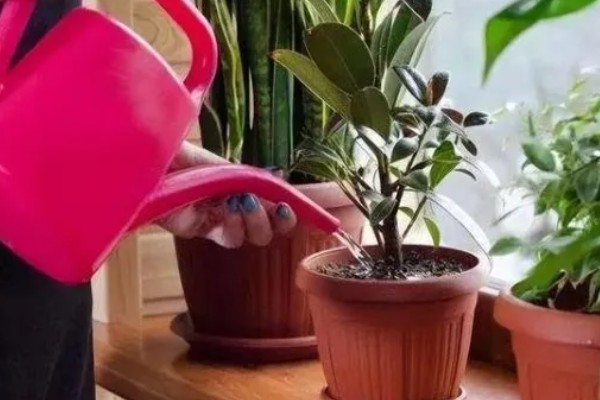 植物叶子一半干枯一半绿的原因,可能是炭疽病、枯萎病等病害所致