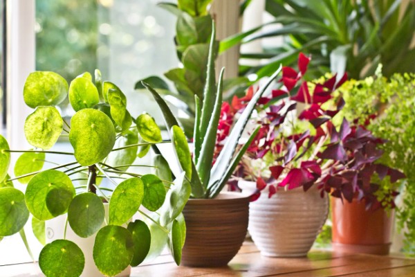 植物叶子一半干枯一半绿的原因,可能是炭疽病、枯萎病等病害所致