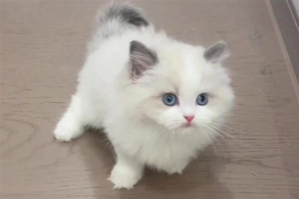 猫感冒不发烧怎么处理,可以通过增加营养加强抵抗力