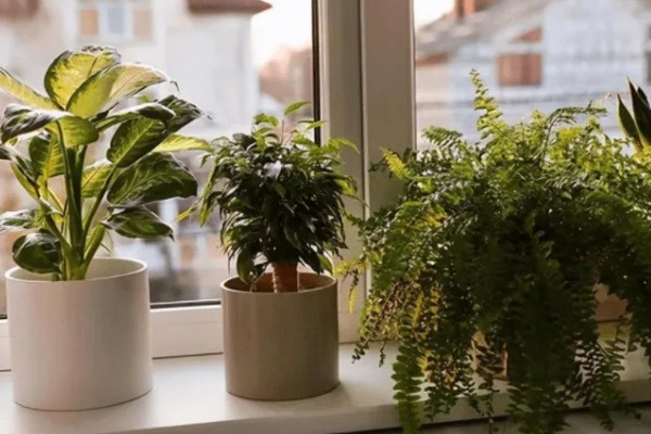 植物叶子一半干枯一半绿的原因,可能是炭疽病、枯萎病等病害所致