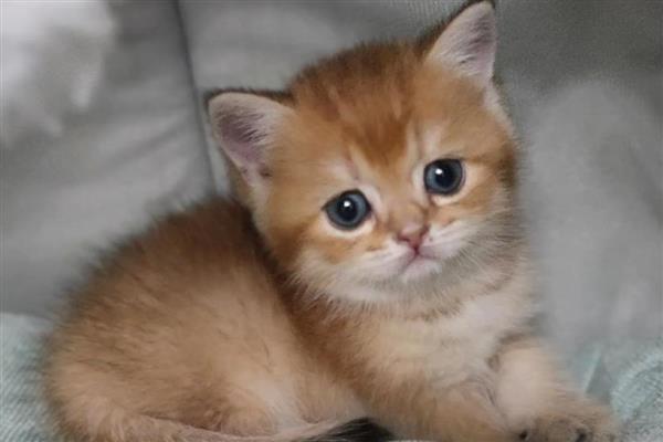 猫感冒不发烧怎么处理,可以通过增加营养加强抵抗力