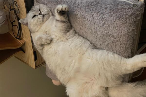 猫感冒不发烧怎么处理,可以通过增加营养加强抵抗力