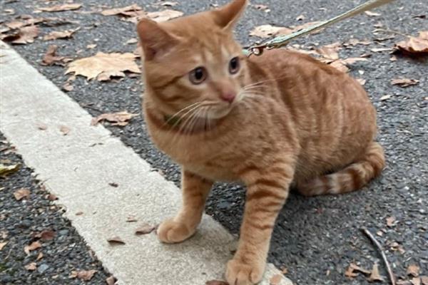 猫感冒不发烧怎么处理,可以通过增加营养加强抵抗力