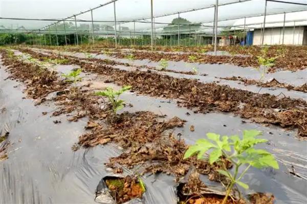 轮作倒茬有哪些作用，能起到抑制病害、提高产量等效果