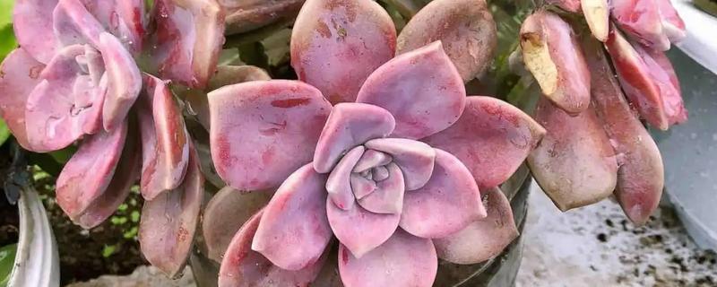紫乐如何养殖，生长期要保持充足的水分