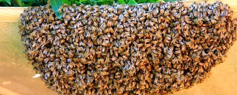 分蜂前几小时的征兆，大量的工蜂会在巢门附近聚集