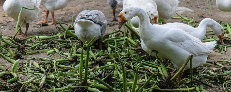 鹅能不能吃鱼腥草，适量饲喂可以提高免疫力