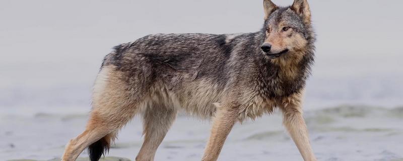 狼是不是保护动物，是国家二级保护野生动物