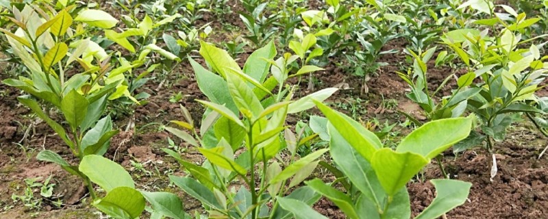 柠檬苗的种植方法，播种前放入30℃的温水中浸泡