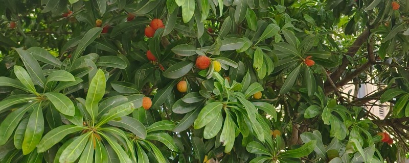 杨梅树怎么种植，定植后覆土压实并浇施定根水