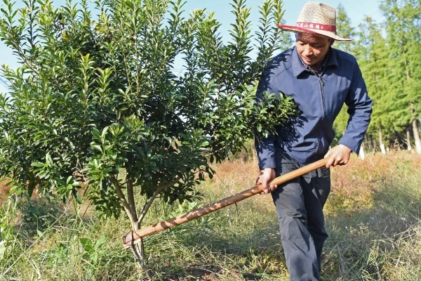 杨梅树怎么种植，定植后覆土压实并浇施定根水