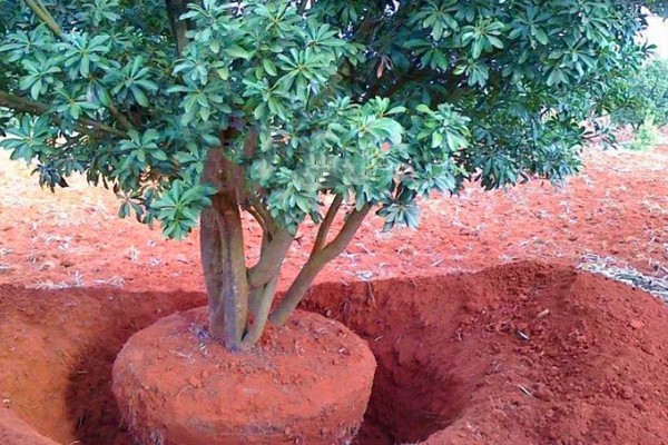杨梅树怎么种植，定植后覆土压实并浇施定根水