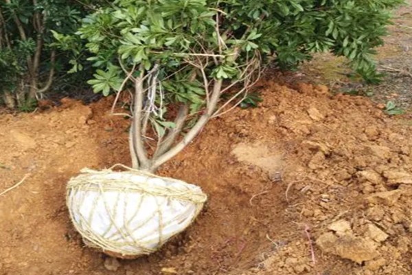杨梅树怎么种植，定植后覆土压实并浇施定根水