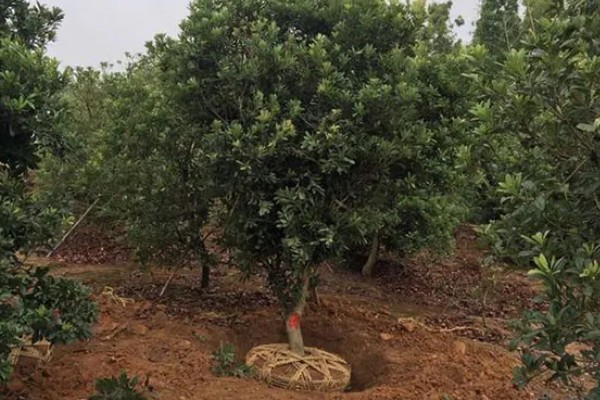 杨梅树怎么种植，定植后覆土压实并浇施定根水