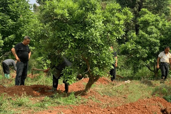 杨梅树怎么种植，定植后覆土压实并浇施定根水