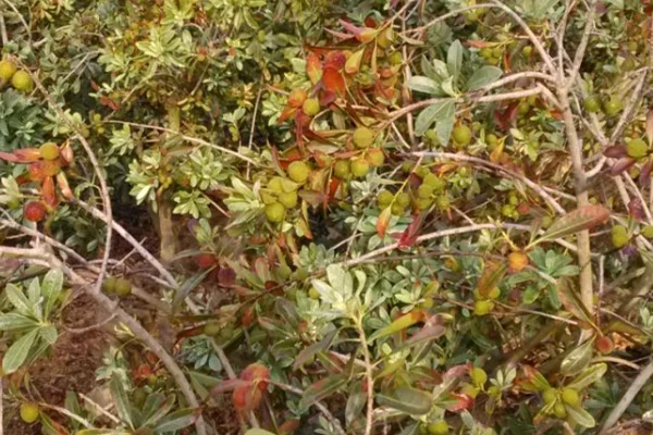 杨梅树怎么种植，定植后覆土压实并浇施定根水