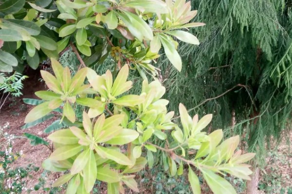 杨梅树怎么种植，定植后覆土压实并浇施定根水