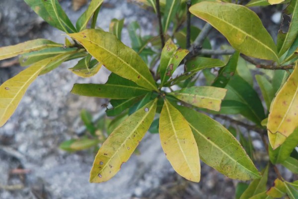 杨梅树怎么种植，定植后覆土压实并浇施定根水