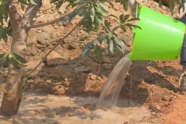 杨梅树怎么种植，定植后覆土压实并浇施定根水