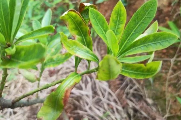 杨梅树怎么种植，定植后覆土压实并浇施定根水