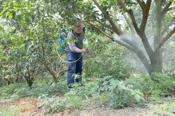 杨梅树怎么种植，定植后覆土压实并浇施定根水