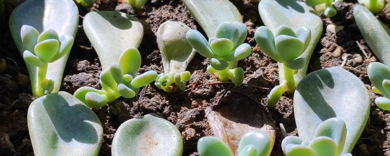 叶插多肉的浇水方法，扦插时就可以浇湿土壤