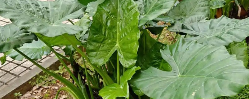 滴水观音有毒吗，带有毒性