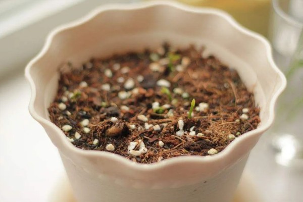柠檬苗的种植方法,播种前放入30℃的温水中浸泡