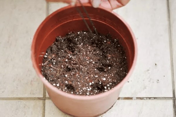 柠檬苗的种植方法,播种前放入30℃的温水中浸泡
