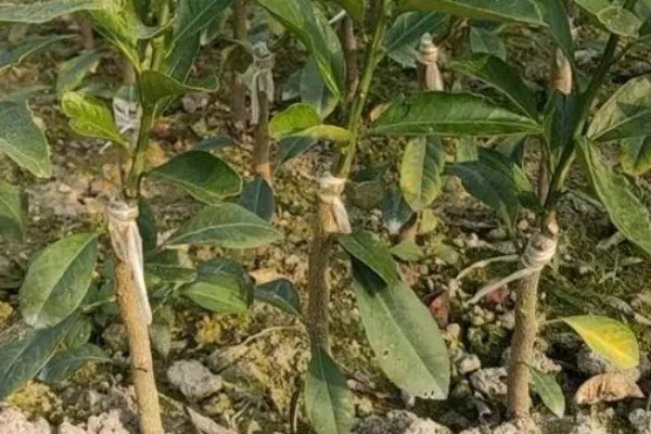 柠檬苗的种植方法,播种前放入30℃的温水中浸泡