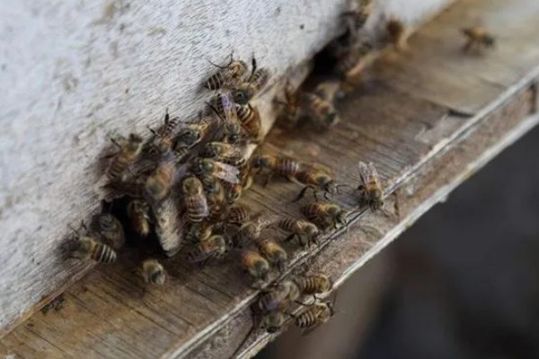 分蜂前几小时的征兆,大量的工蜂会在巢门附近聚集