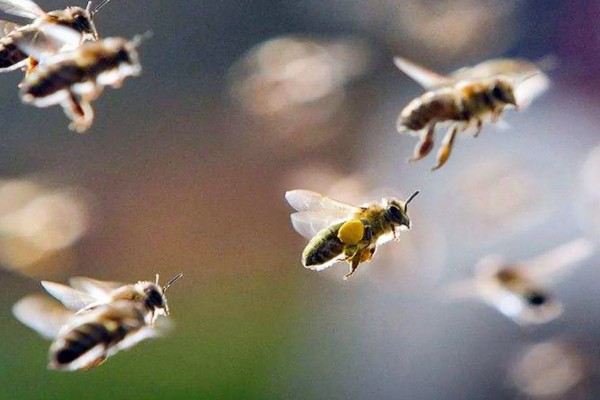 分蜂前几小时的征兆,大量的工蜂会在巢门附近聚集