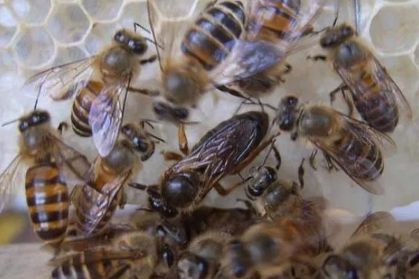 分蜂前几小时的征兆,大量的工蜂会在巢门附近聚集