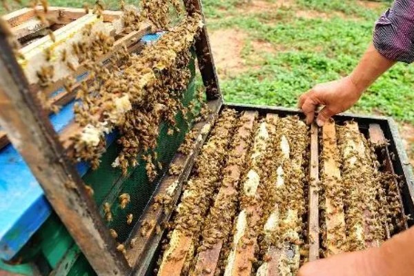 分蜂前几小时的征兆,大量的工蜂会在巢门附近聚集