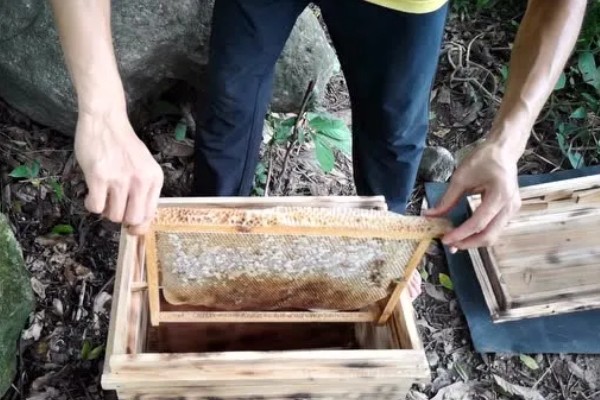 分蜂前几小时的征兆,大量的工蜂会在巢门附近聚集