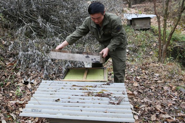 分蜂前几小时的征兆,大量的工蜂会在巢门附近聚集