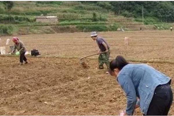 玉米怎么播种，挑选适合当地种植的玉米进行种植