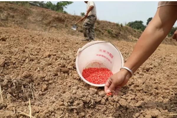玉米怎么播种，挑选适合当地种植的玉米进行种植