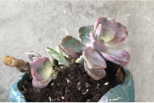 紫乐如何养殖，生长期要保持充足的水分