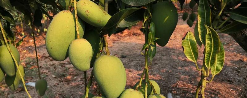 芒果的种植效益，种植效益还算可以