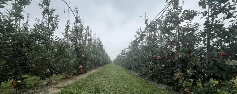 管理果树的方法，雨后要开沟排水