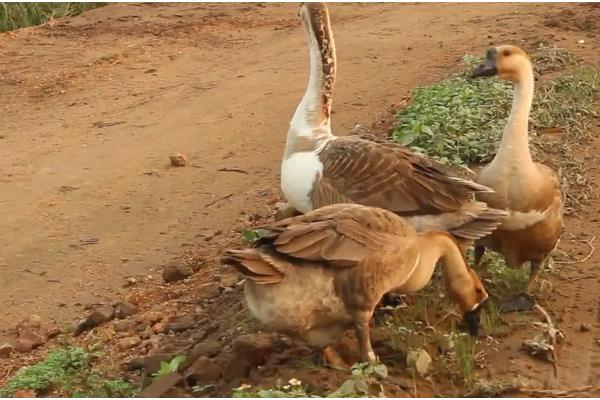 鹅能不能吃鱼腥草，适量饲喂可以提高免疫力